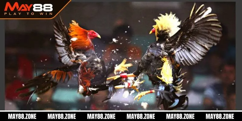 Trại gà đá MAY88 | Sân chơi cá cược hoàn hảo cho newbie 4 Cách lựa chọn trại gà đá online uy tín, đẳng cấp