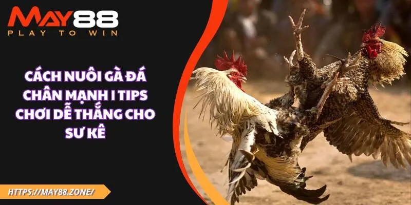 Cách nuôi gà đá chân mạnh | Tips chơi dễ thắng cho sư kê 5 Cách nuôi gà đá chân mạnh | Tips chơi dễ thắng cho sư kê