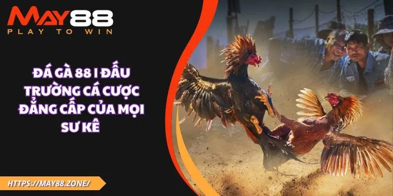 Đá Gà 88 | Đấu trường cá cược đẳng cấp của mọi sư kê 17 Đá Gà 88 | Đấu trường cá cược đẳng cấp của mọi sư kê