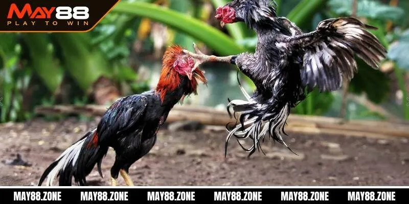 Đá Gà 88 | Đấu trường cá cược đẳng cấp của mọi sư kê 2 Đôi nét về Đá Gà 88 nơi giấc mơ trở thành hiện thực