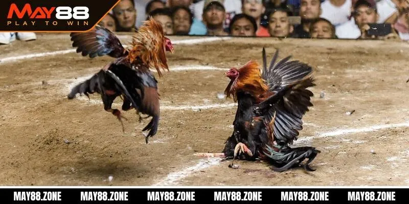 Trại gà đá MAY88 | Sân chơi cá cược hoàn hảo cho newbie 2 Giới thiệu về trại gà đá online siêu HOT hiện nay