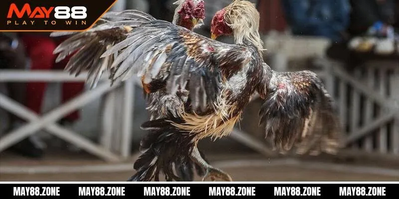 Trại gà đá MAY88 | Sân chơi cá cược hoàn hảo cho newbie 3 Những ưu điểm hấp dẫn trại gà đá online newbie cần biết